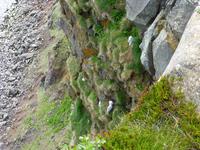 die Steilküste als Nistplatz 