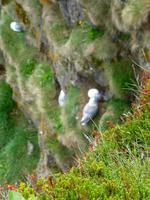 Island 18.06-25.06.2013