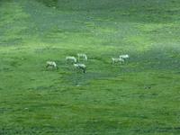 Reentiere beim grasen