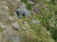 Papageientaucher an der Nordküste