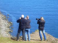 Wir suchen Papageintaucher