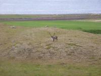 Rentier in den Ostfjorden