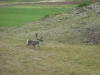 Rentier in den Ostfjorden