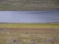 Rentier in den Ostfjorden