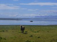 Islandpferd