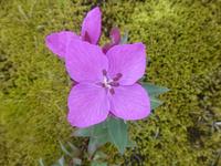 Arktisches Weidenröschen