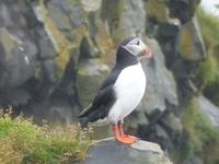 Papageientaucher an der Südküste