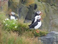 Papageientaucher an der Südküste