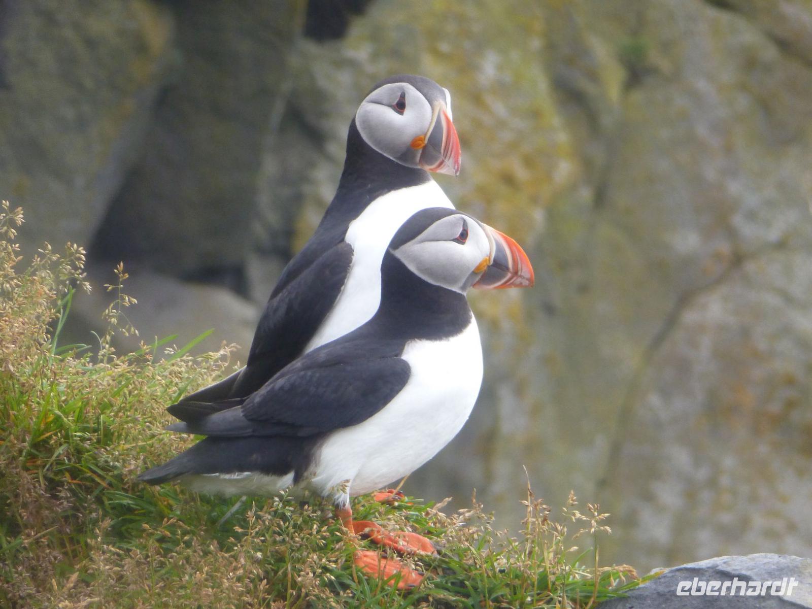 Papageientaucher an der Südküste