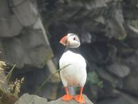 Papageientaucher an der Südküste