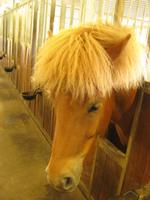 Besuch des Pferdestalls