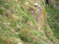 ... doch die Papageitaucher sind nur in weiter Entfernung sichtbar ...