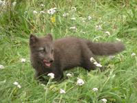 Zähne blecken - deutsche Touristen sind eine besondere Delikatesse!