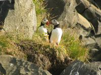 Verliebte Papageitaucher