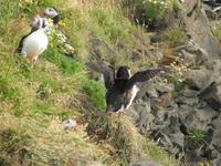 Gelandeter Papageitaucher