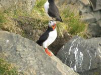 Gähnender Papageitaucher