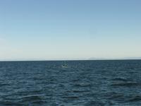 Da hinten ist der Zwergwal!