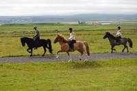 auf dem Pferdehof Flugumyri