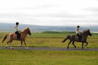auf dem Pferdehof Flugumyri