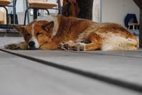 auf dem Pferdehof Flugumyri