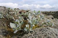 Lavafelder bei Skaftárhreppur