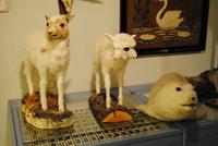 im Heimatmuseum Skoga