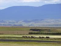 Pferdehof Flugumýri