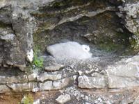 Stopp an einem Vogel-Felsen