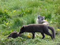Aufenthalt beim Bauern in Fjalladýrd