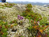 am Fàskrùdsflördur