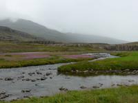 Fotostopp beim Weidenröschen