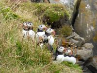 Stopp bei den Papageientauchern auf der Vogelinsel Dyrhólaey