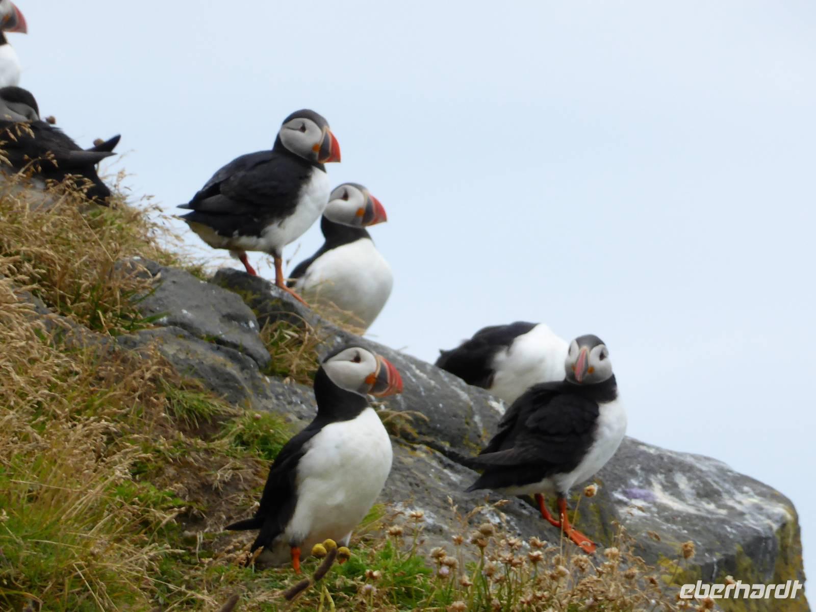 Stopp bei den Papageientauchern auf der Vogelinsel Dyrhólaey