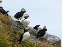 Stopp bei den Papageientauchern auf der Vogelinsel Dyrhólaey