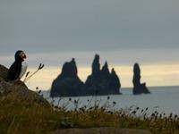 Stopp bei den Papageientauchern auf der Vogelinsel Dyrhólaey