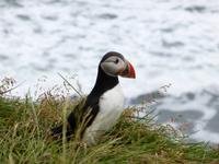 Stopp bei den Papageientauchern auf der Vogelinsel Dyrhólaey