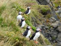 Stopp bei den Papageientauchern auf der Vogelinsel Dyrhólaey