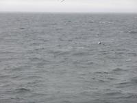 während der Walsafari sehen wir Delfine