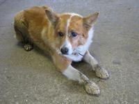 und natürlich gehört der Hund auch mit dazu