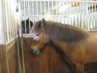 und die Islandpferde