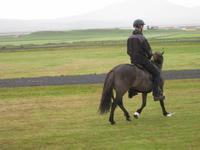 Vorführung auf dem Pferdehof