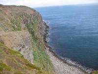 Die Steilküste im Norden von Island - Nistplätze für Möwen und Papageientaucher