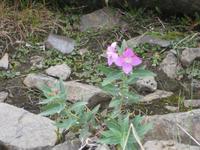 selbst in dieser kargen Landschaft blüht es  