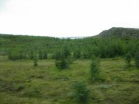 Wald in Island bei Egilsstadir