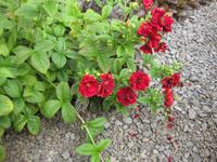 Im Garten von Petras Steinhaus