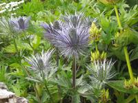 Im Garten von Petras Steinhaus