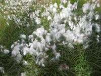 Wollgras am Straßenrand