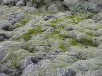 Mit Moos bewachsene Lava