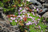 Flora am Krater Grabrok