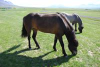 Pferdehof Flugumyri - Islandpferde